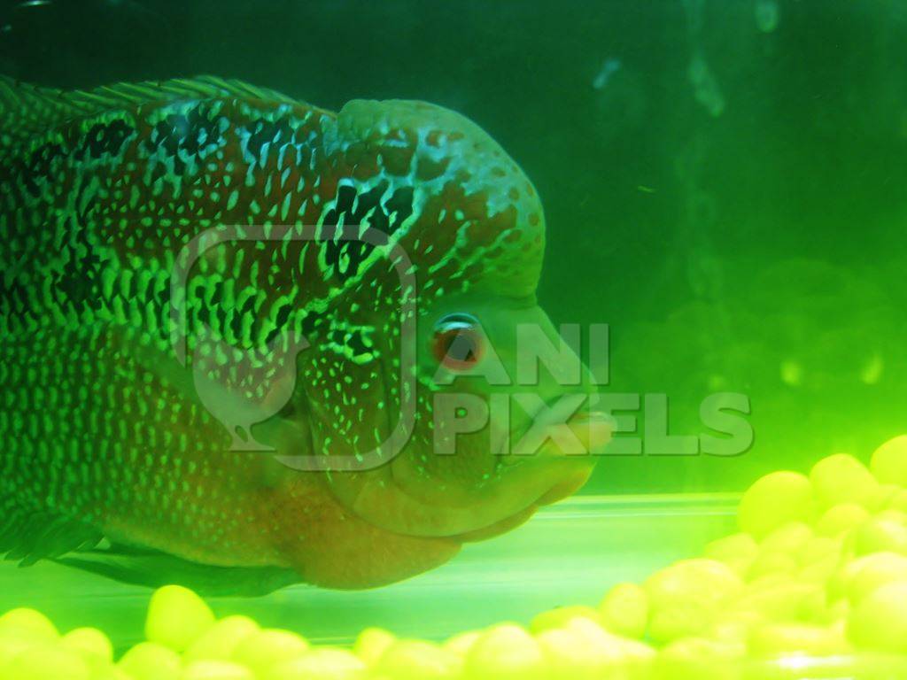 Colourful tropical fish held captive in an aquarium