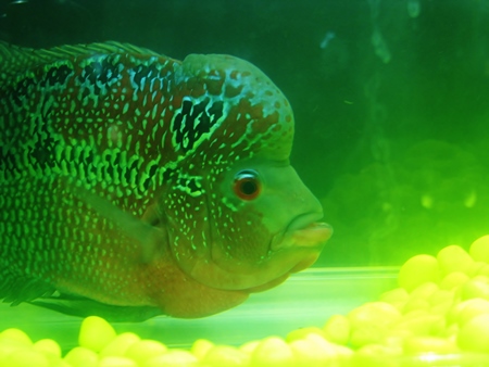 Colourful tropical fish held captive in an aquarium