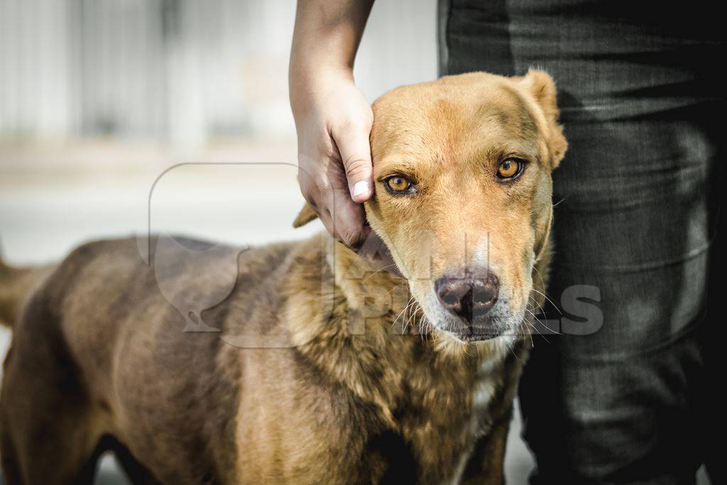 Volunteer animal rescuer caring for a brown street dog