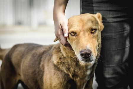 Volunteer animal rescuer caring for a brown street dog