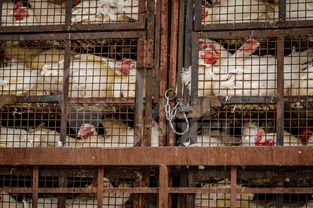 Broiler chickens packed onto at truck being transported to slaughter in an urban city