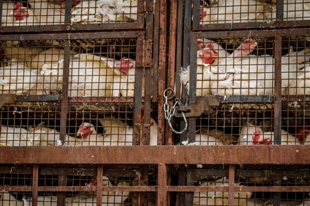 Broiler chickens packed onto at truck being transported to slaughter in an urban city
