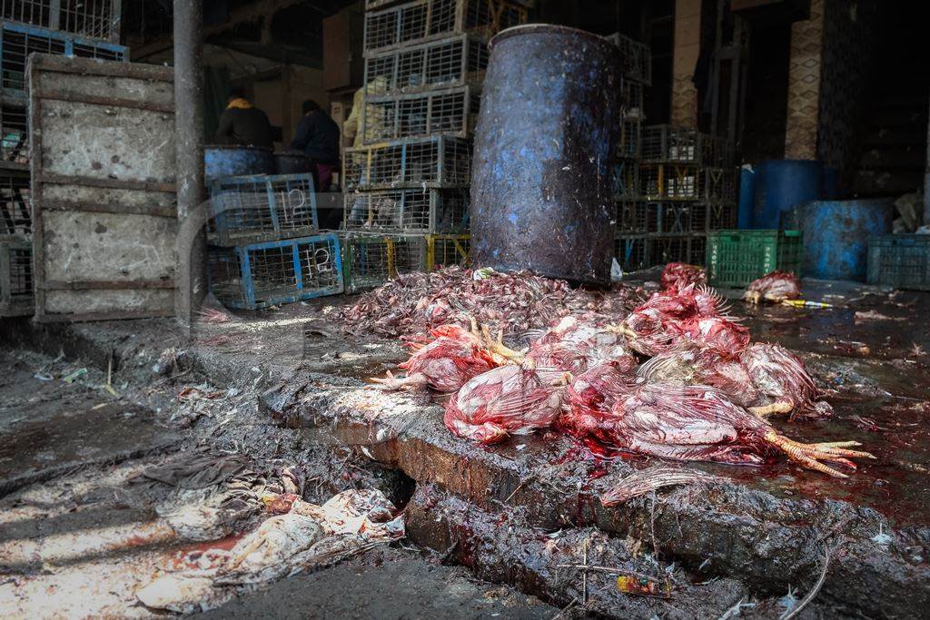 A pile of dead Indian broiler chickens at the slaughterhouse inside Ghazipur murga mandi, Ghazipur, Delhi, India, 2022