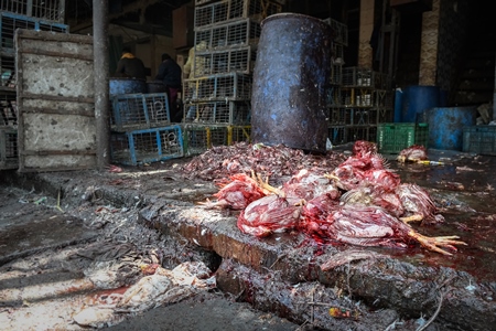 A pile of dead Indian broiler chickens at the slaughterhouse inside Ghazipur murga mandi, Ghazipur, Delhi, India, 2022