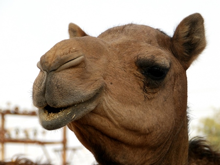 Close up of head of camel