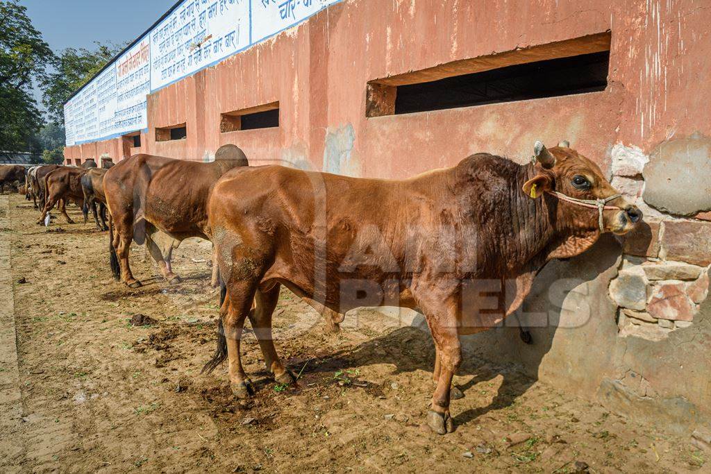 Indian bulls tied up in a line at a gaushala or goshala in Jaipur, India, 2022