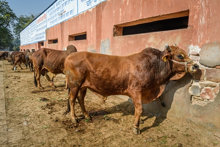 Indian bulls tied up in a line at a gaushala or goshala in Jaipur, India, 2022