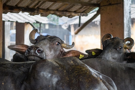 Farmed Indian buffalo looking out from an urban dairy farm or tabela, Aarey milk colony, Mumbai, India, 2023