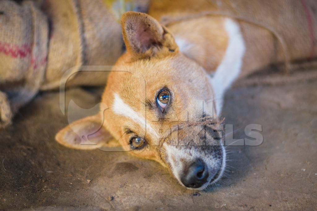 Dogs tied up in sacks on sale for meat at dog market