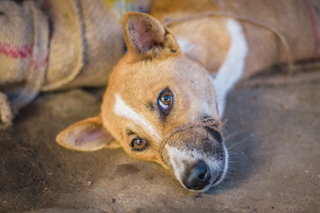 Dogs tied up in sacks on sale for meat at dog market