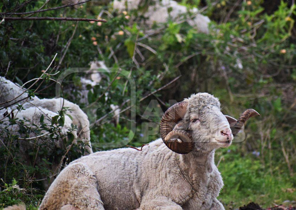 Photo of herd of farmed sheep and goats in a field, India