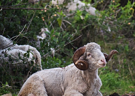 Photo of herd of farmed sheep and goats in a field, India