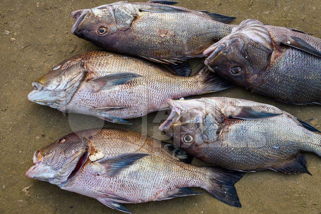 Dead Indian fish at Malvan fish market on beach in Malvan, Maharashtra, India, 2022