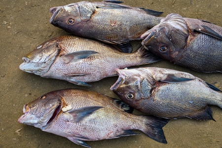 Dead Indian fish at Malvan fish market on beach in Malvan, Maharashtra, India, 2022