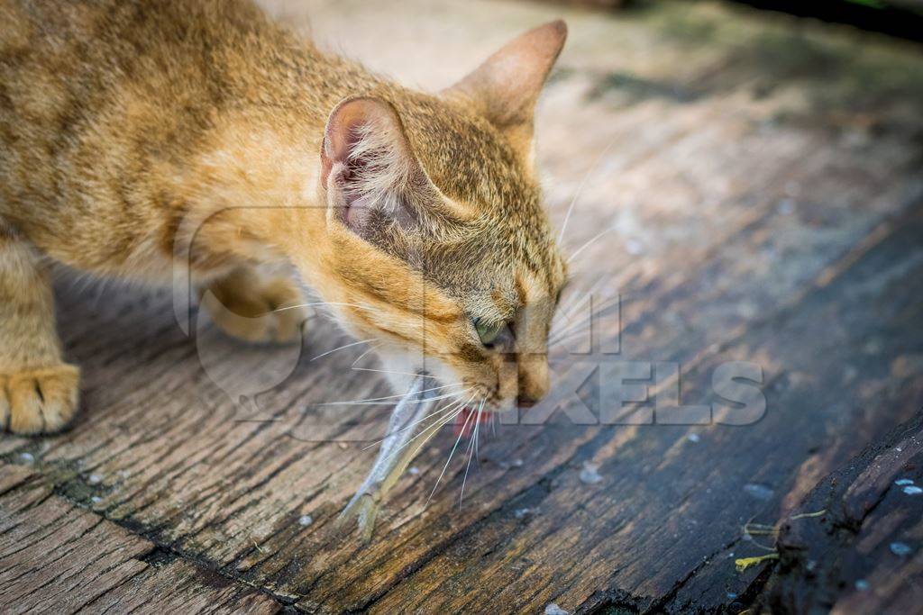 Street cat at Kochi fishing harbour in Kerala with fish in mouth