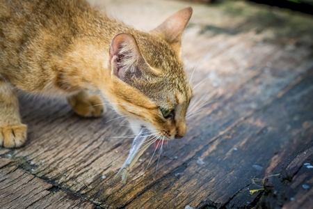 Street cat at Kochi fishing harbour in Kerala with fish in mouth
