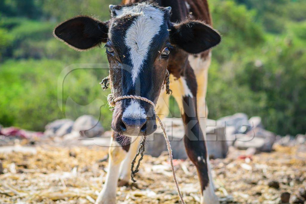 Calf tied up in an urban dairy in a slum in Maharashtra