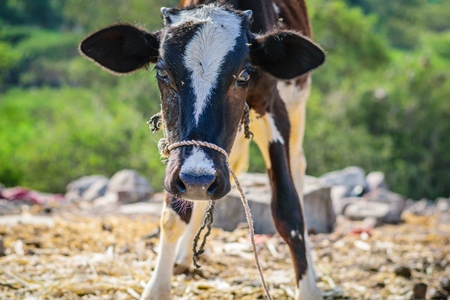 Calf tied up in an urban dairy in a slum in Maharashtra