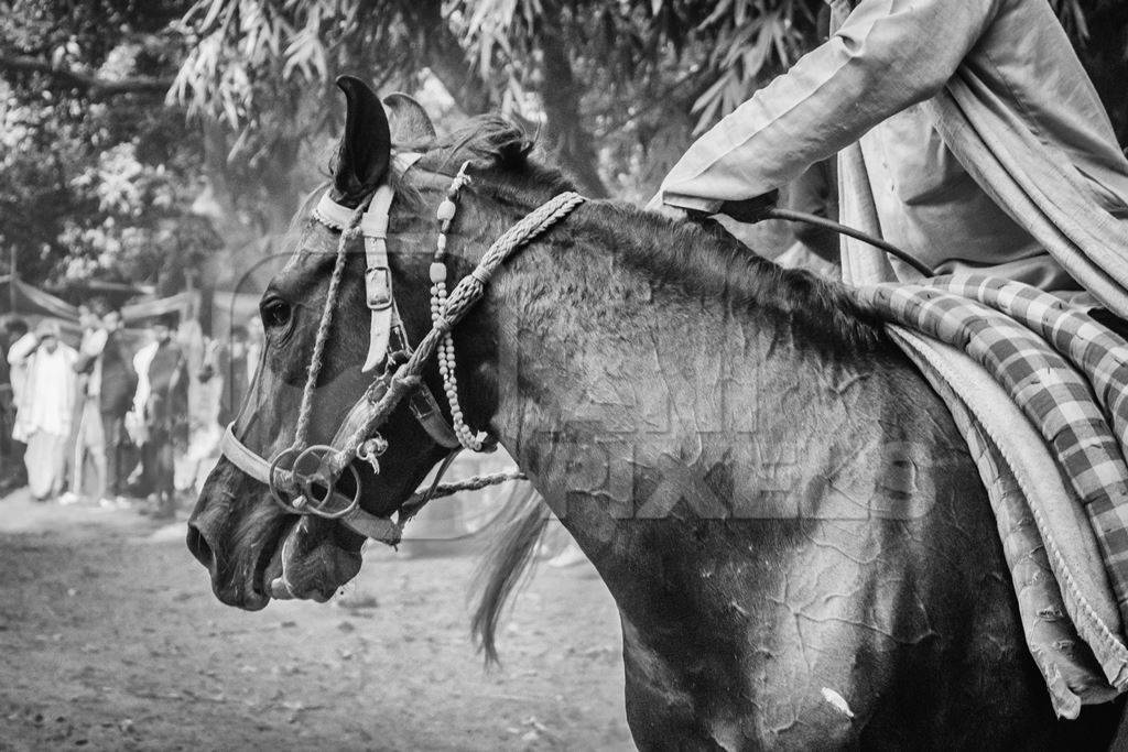 Close up of head of horse in a horse race at Sonepur cattle fair with spectators watching in black and white