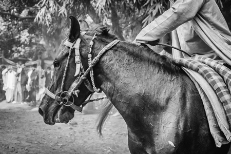 Close up of head of horse in a horse race at Sonepur cattle fair with spectators watching in black and white