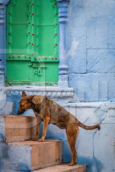 Indian street dog or stray pariah dog with green blue background in the urban city of Jodhpur, India, 2022