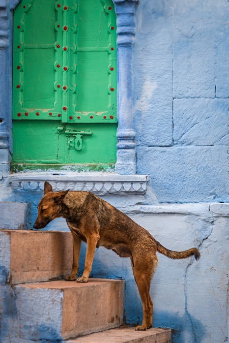 Indian street dog or stray pariah dog with green blue background in the urban city of Jodhpur, India, 2022