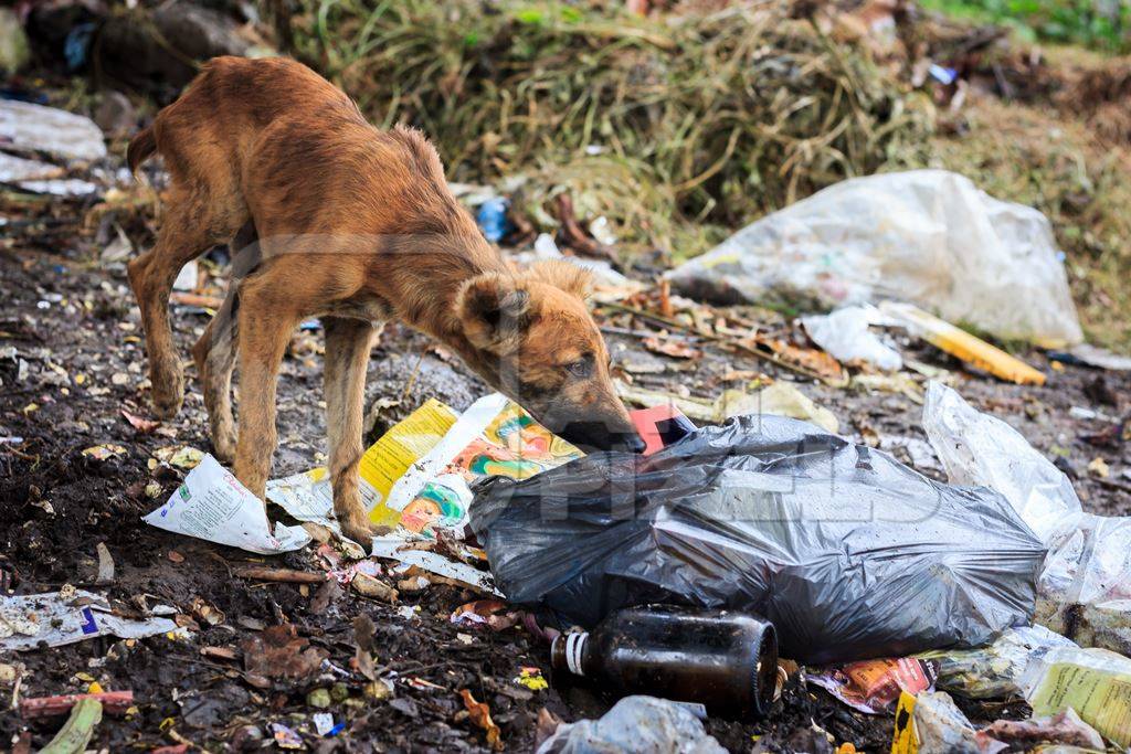 Indian stray or street dogs eating from waste or garbage dump in urban city of Pune, India