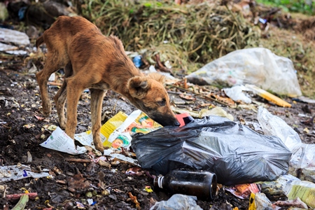 Indian stray or street dogs eating from waste or garbage dump in urban city of Pune, India
