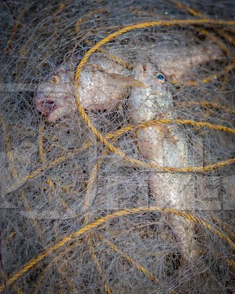 Indian marine ocean fish gasping and suffocating while trapped or caught in tangled fishing nets on the beach in Maharashtra, India