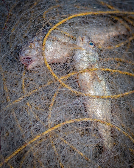 Indian marine ocean fish gasping and suffocating while trapped or caught in tangled fishing nets on the beach in Maharashtra, India