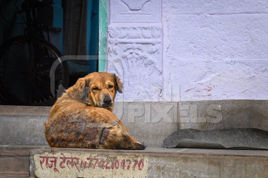 Old Indian street dog or stray pariah dog with skin infection in the urban city of Jodhpur, India, 2022