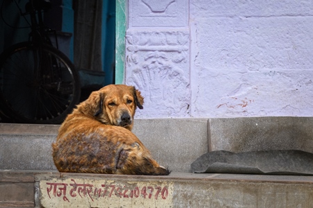 Old Indian street dog or stray pariah dog with skin infection in the urban city of Jodhpur, India, 2022