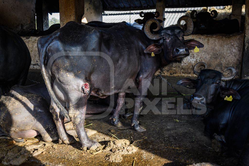 Indian buffalo with leg wound on an urban dairy farm or tabela, Aarey milk colony, Mumbai, India, 2023