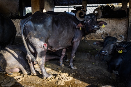 Indian buffalo with leg wound on an urban dairy farm or tabela, Aarey milk colony, Mumbai, India, 2023