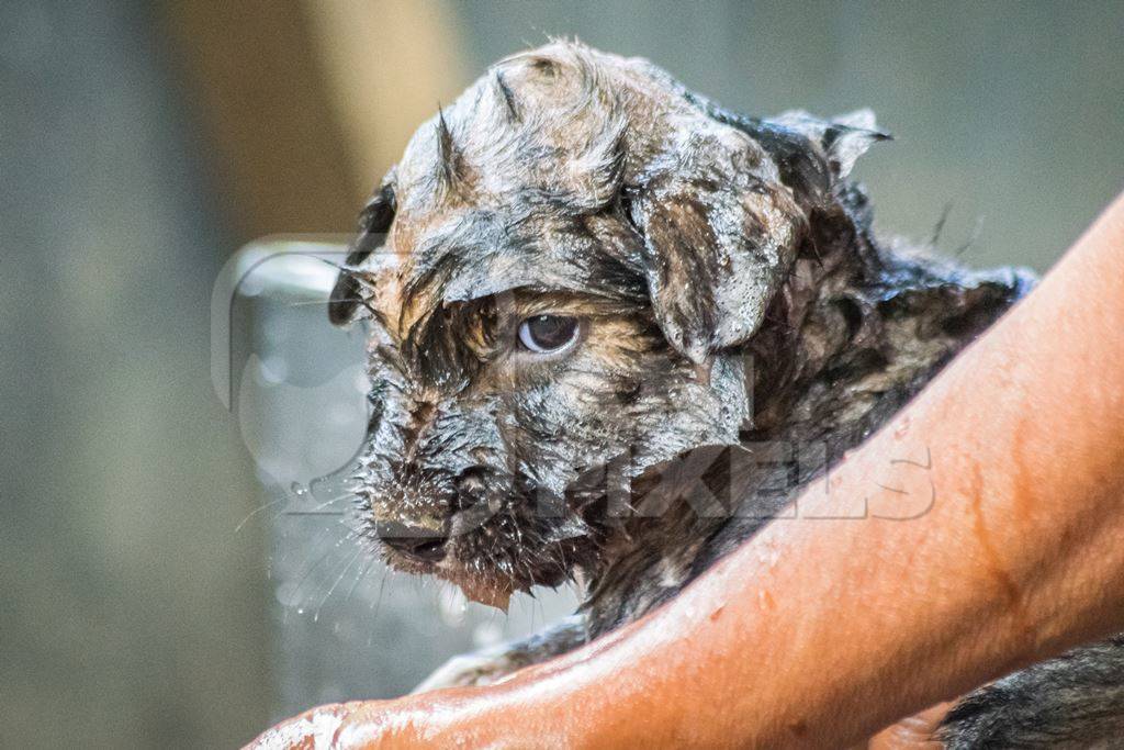 Woman giving pet puppy a bath