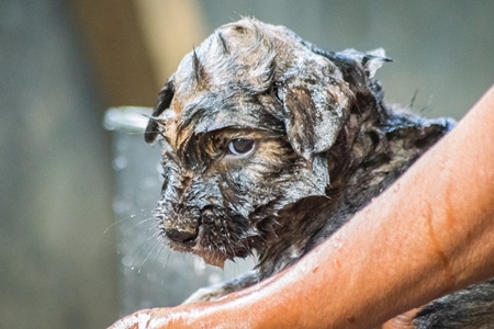 Woman giving pet puppy a bath