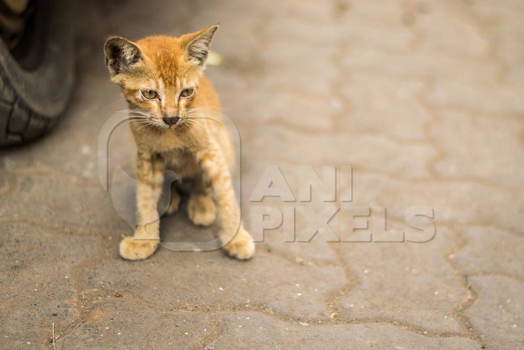 Small cute stray ginger kitten on street in Mumbai