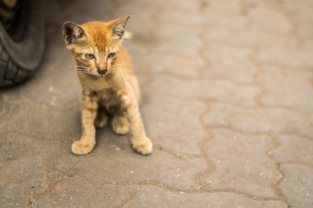 Small cute stray ginger kitten on street in Mumbai