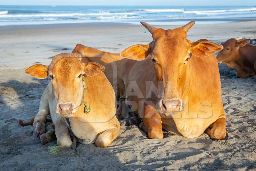 Many cows on the beach in Goa, India