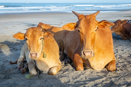 Many cows on the beach in Goa, India