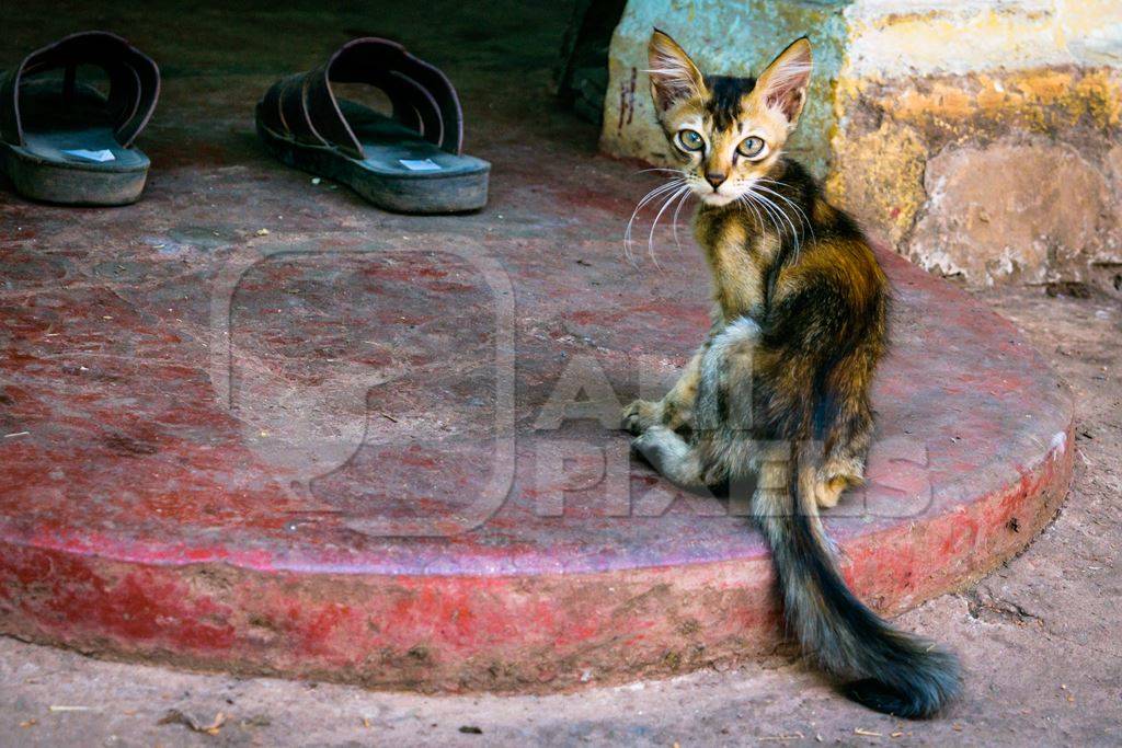 Small tortoiseshell kitten on doorstep of house in Goa