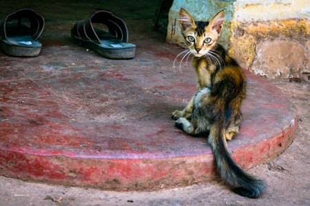 Small tortoiseshell kitten on doorstep of house in Goa
