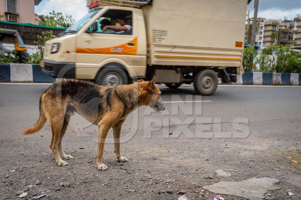 Street dog on an urban city street with traffic