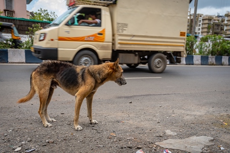 Street dog on an urban city street with traffic