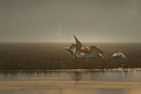 Pelicans eating by the water