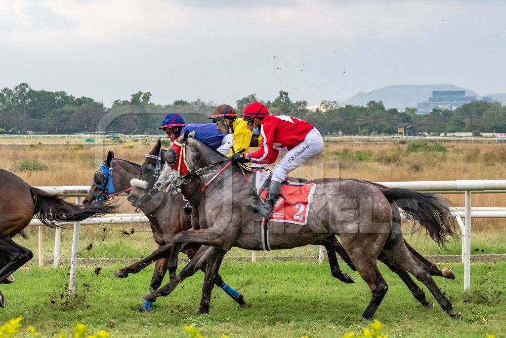 Three Indian horses racing in horse race at Pune racecourse, Maharashtra, India, 2021