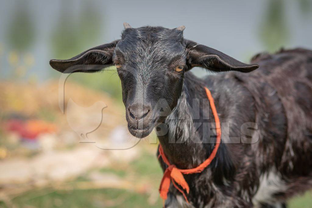 Black goat in village in rural Bihar