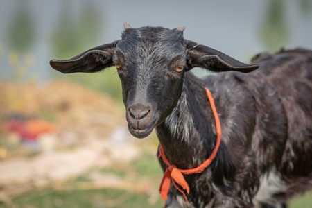 Black goat in village in rural Bihar