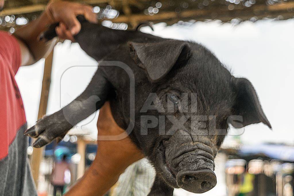 People holding pigs for sale for meat at the weekly animal market