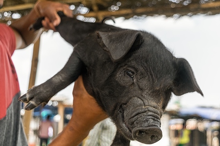 People holding pigs for sale for meat at the weekly animal market